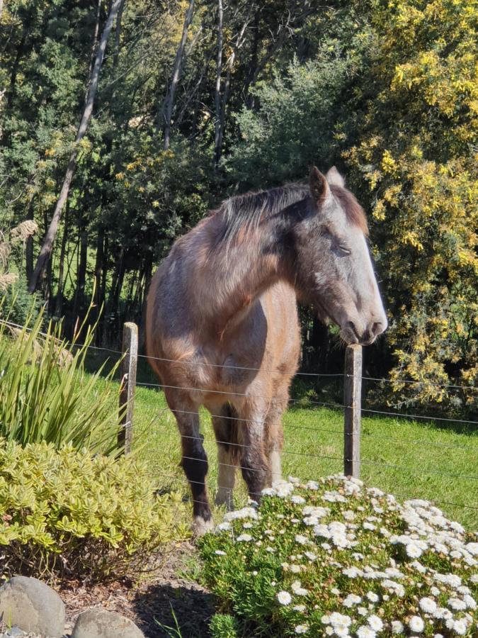 Blue Bell Cottage. Serene Luxury Farmstead Lower Moutere Exterior foto